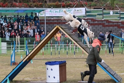 진도개 Dog 스포츠