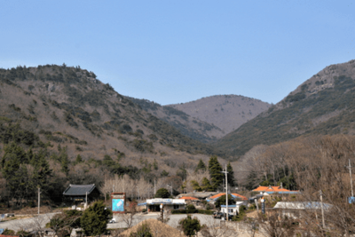 진도 쌍계사 상록수림(국가 천연기념물)